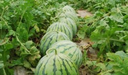 黑瓜吃料网 网红大瓜图片 瓜瓜基地,网红大瓜图片背后的瓜瓜基地探秘